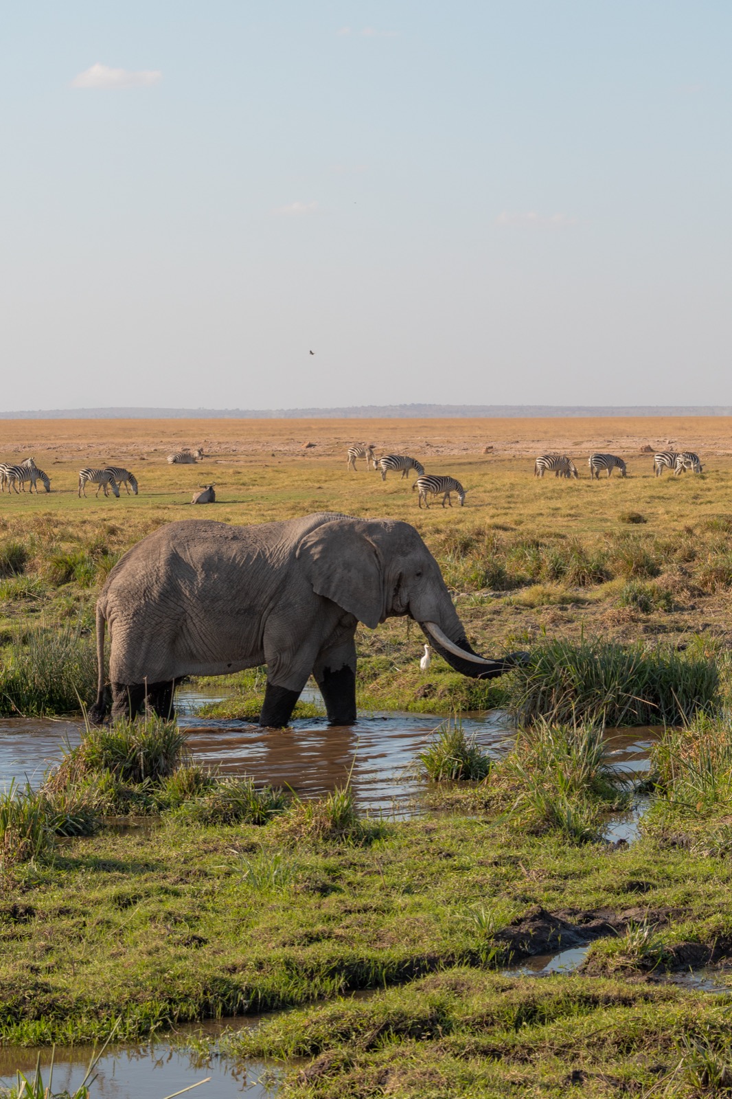 Elephant in Amboseli wetlands with zebras, Kenya