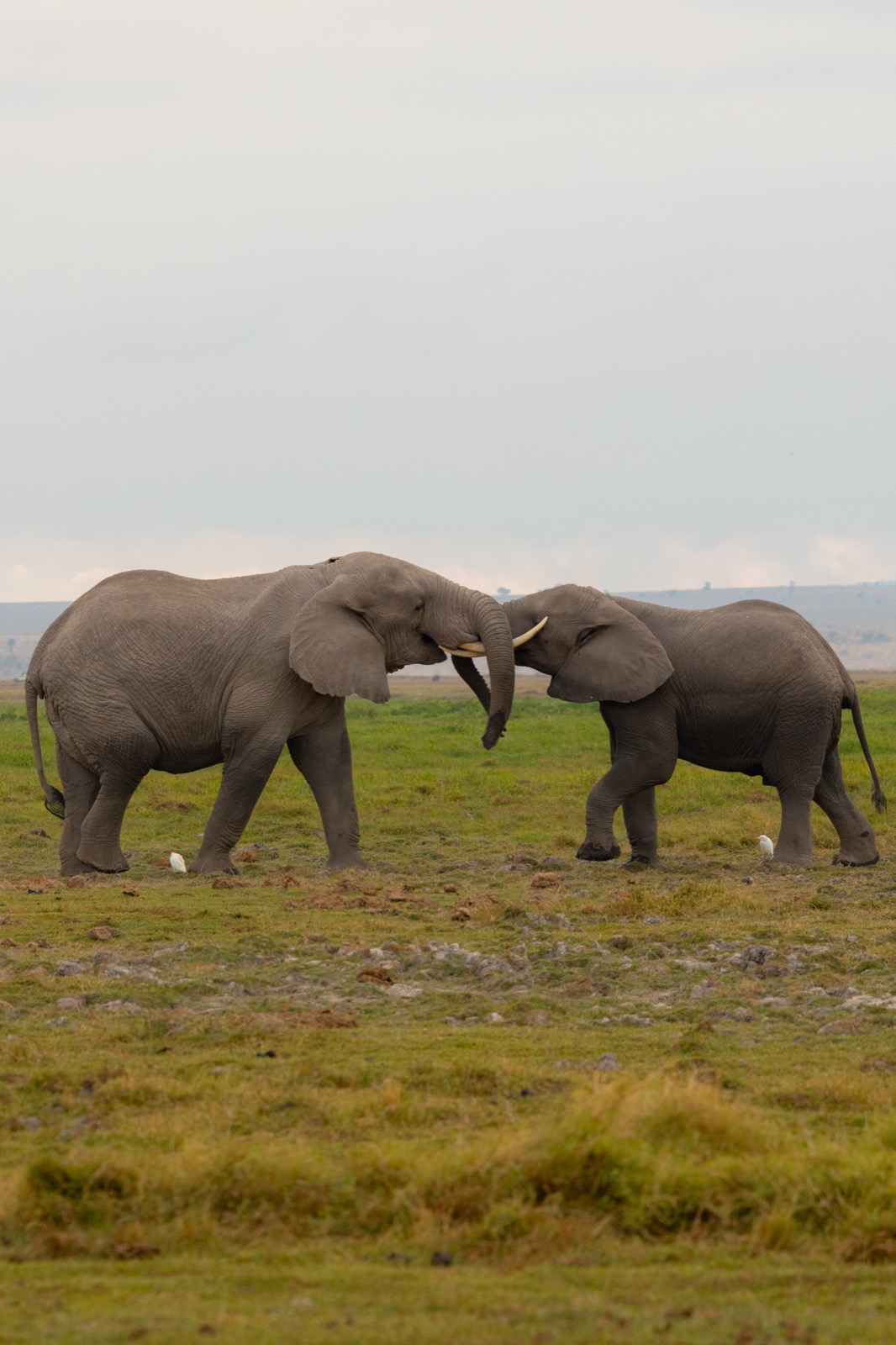 Elephants touching trunks in Amboseli, Kenya