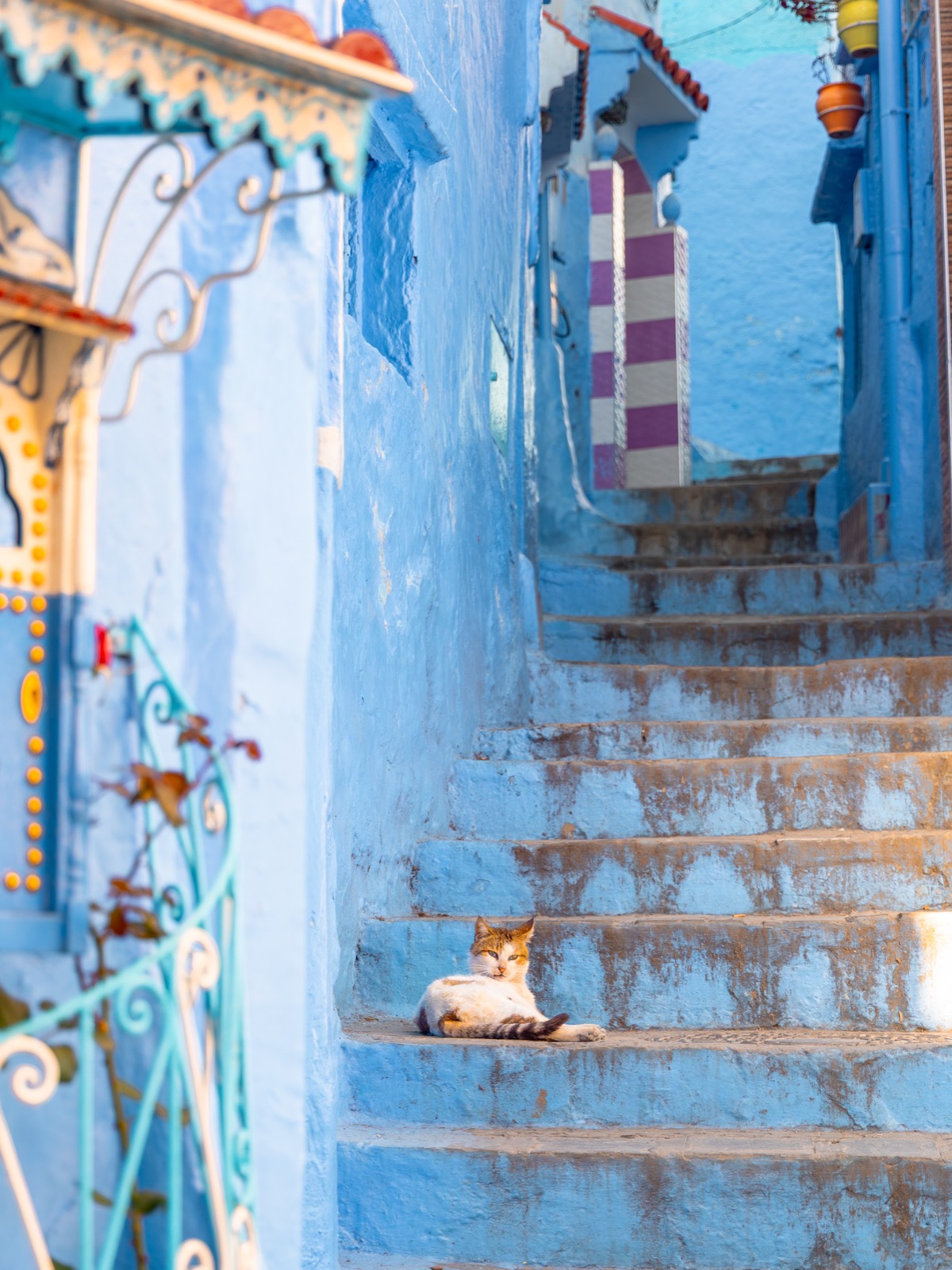 A cat resting on blue stone steps in Chefchaouen, Morocco