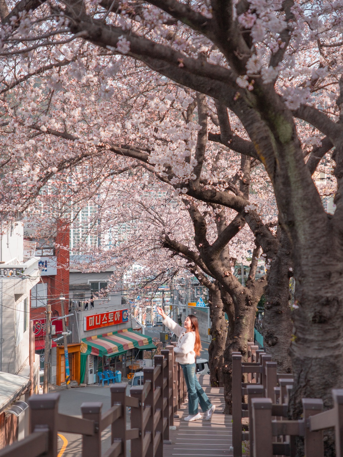 Woman reaching up under cherry blossom branches arching over a Haeundae street with Korean shop signs in Busan, South Korea