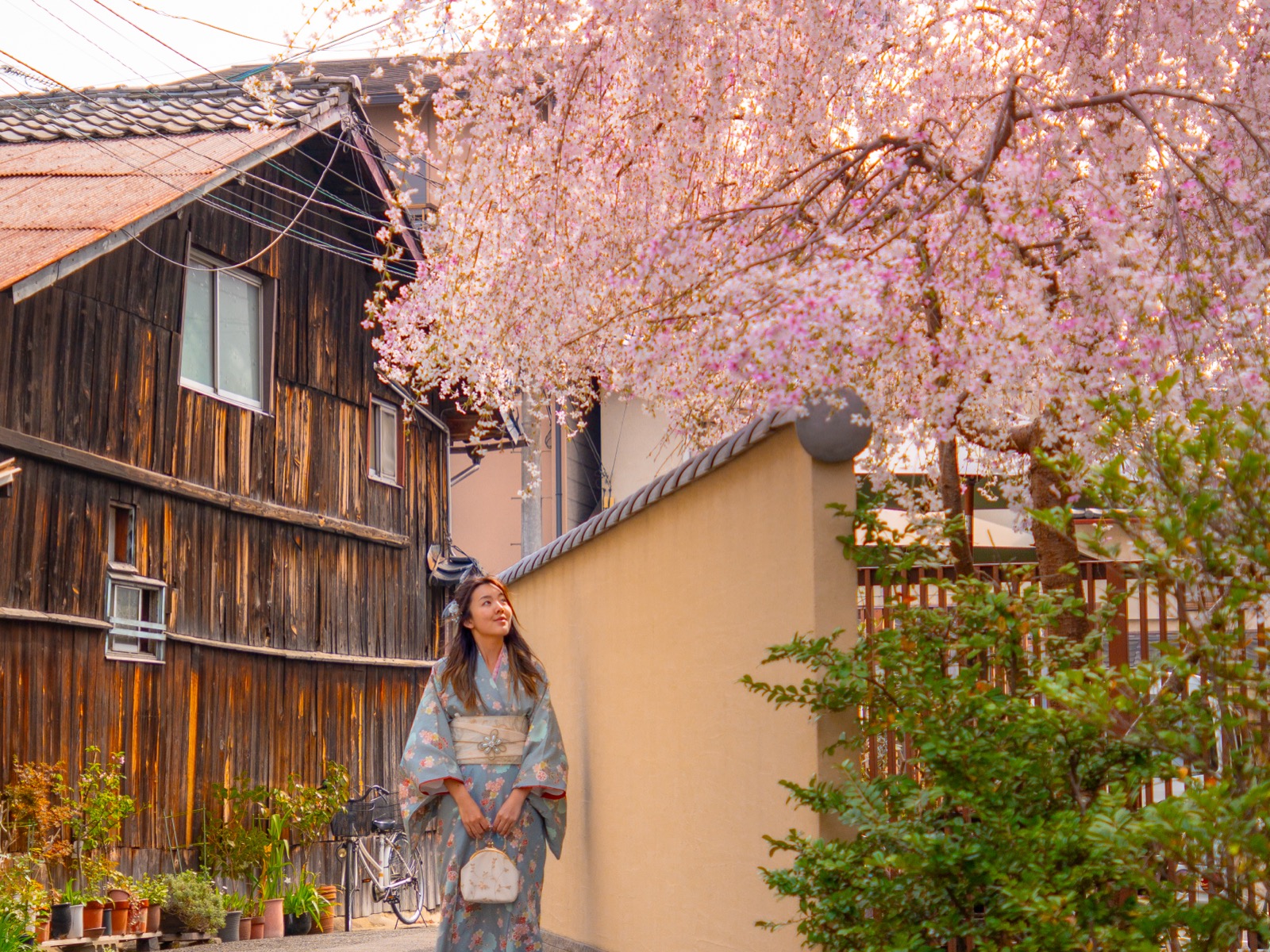 Woman in kimono standing beneath a weeping cherry blossom tree in a traditional Kyoto neighborhood