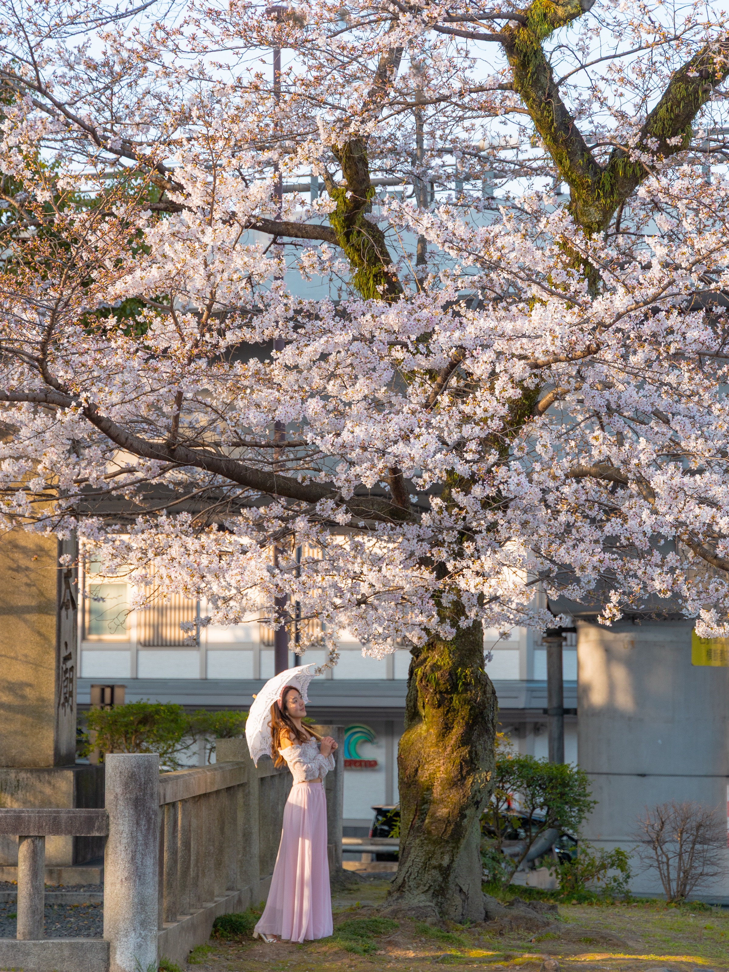Woman with a parasol standing beneath a large cherry blossom tree in full bloom in Kyoto