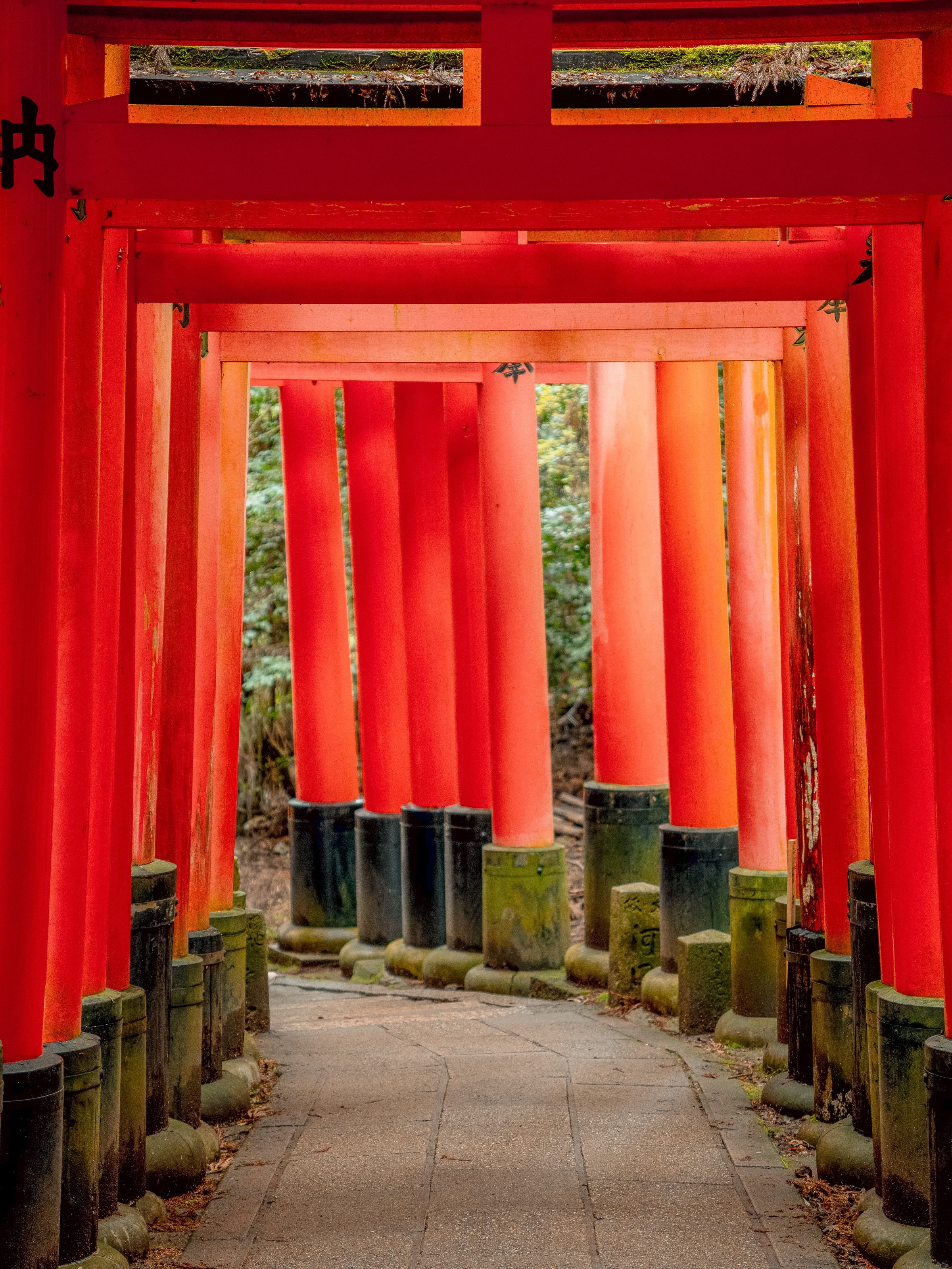 Vermillion torii gate tunnel at Fushimi Inari Shrine in Kyoto with the classic compressed perspective
