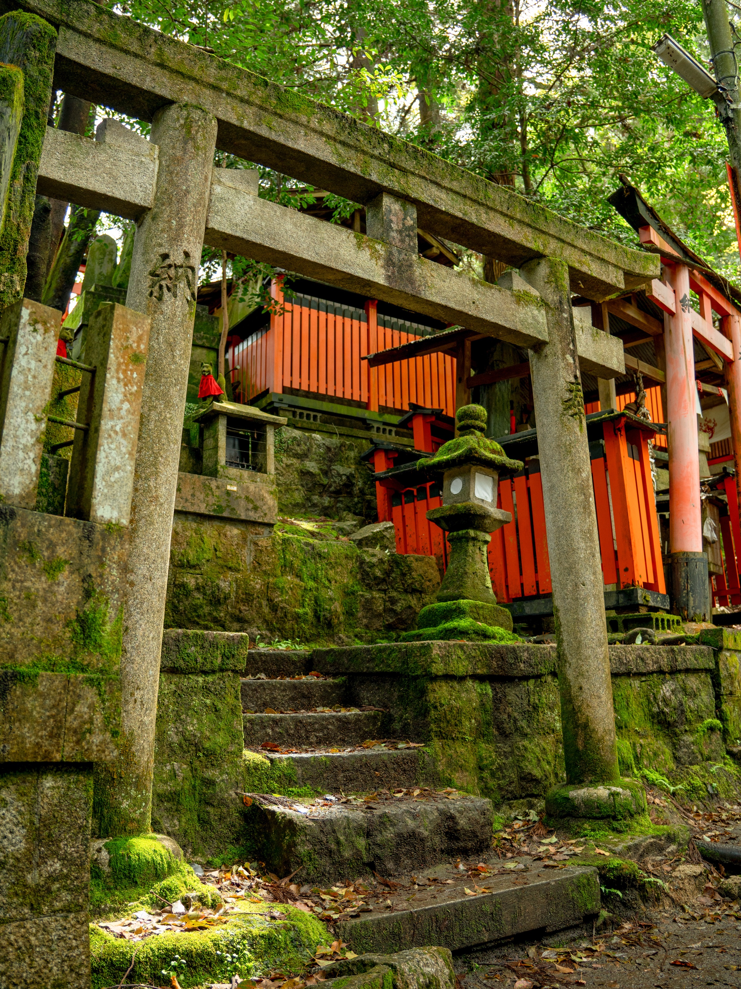 Upper trail at Fushimi Inari shrine surrounded by forest
