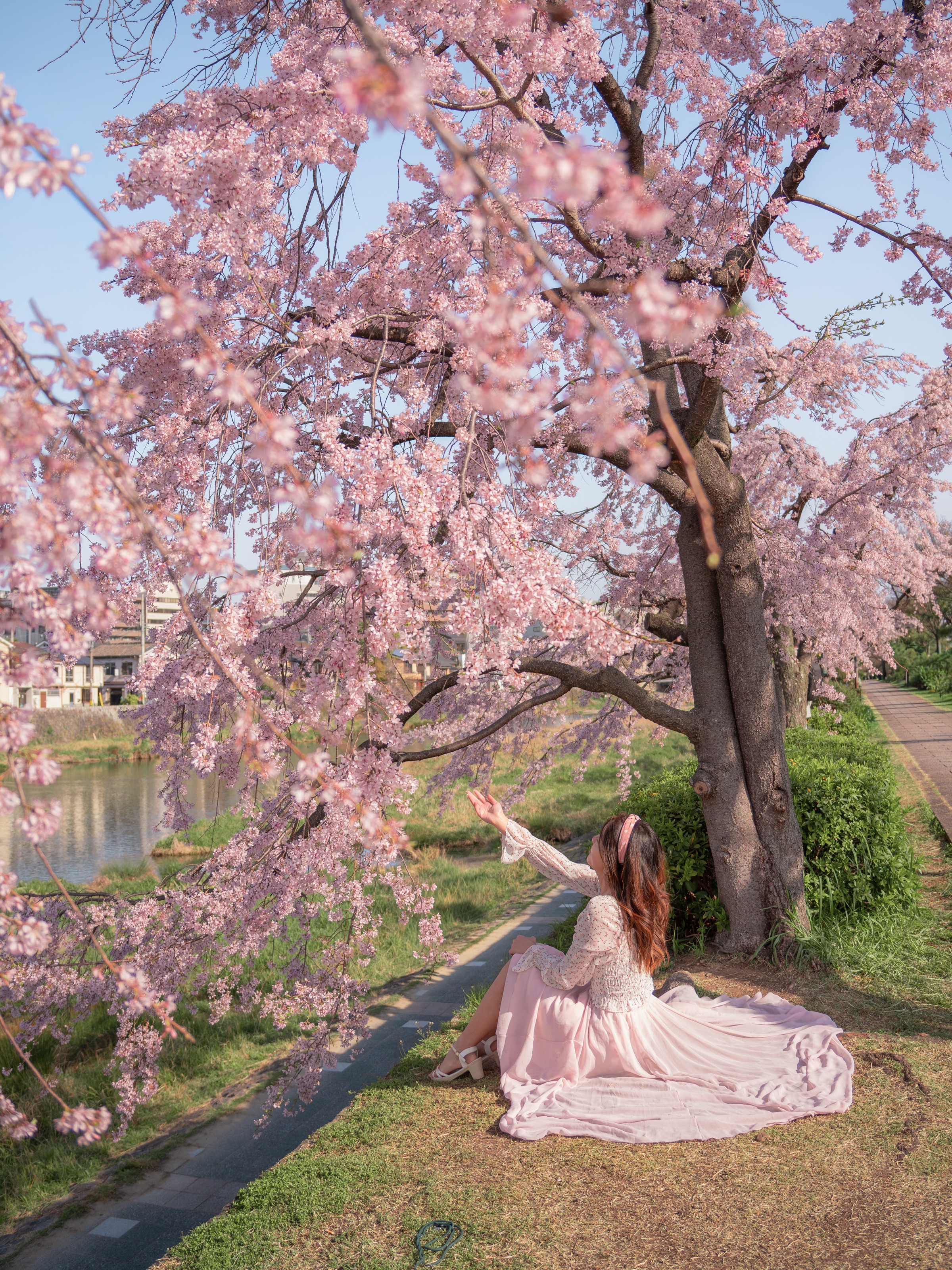 Sitting beneath weeping cherry blossoms along the Kamo River in Kyoto at golden hour