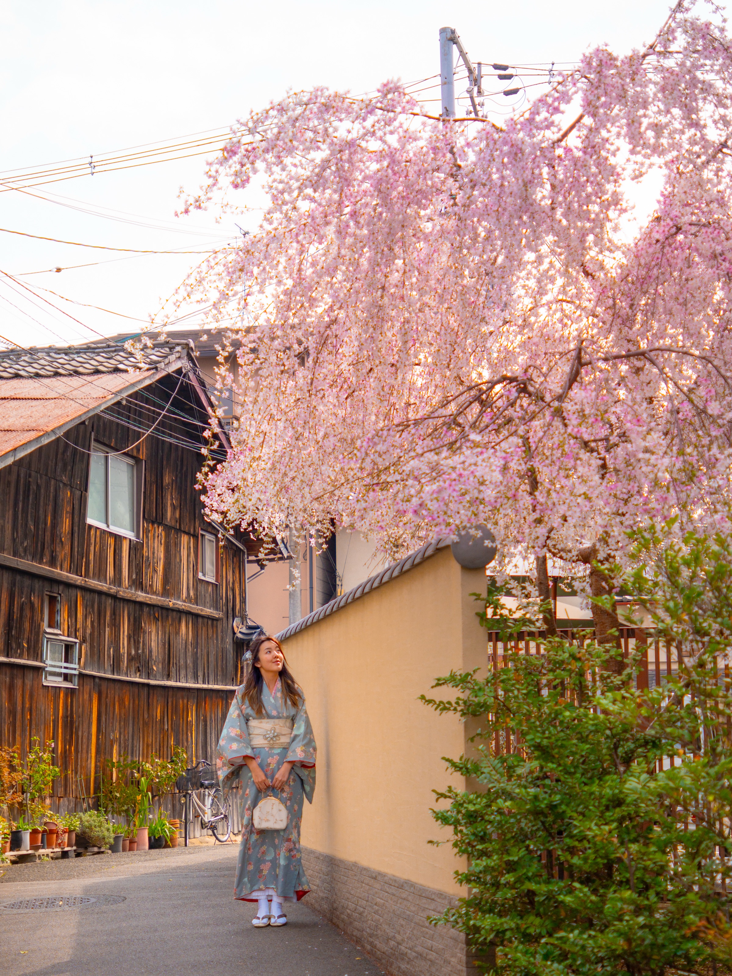 Woman in kimono beneath a cascading weeping cherry blossom tree on a quiet Kyoto street