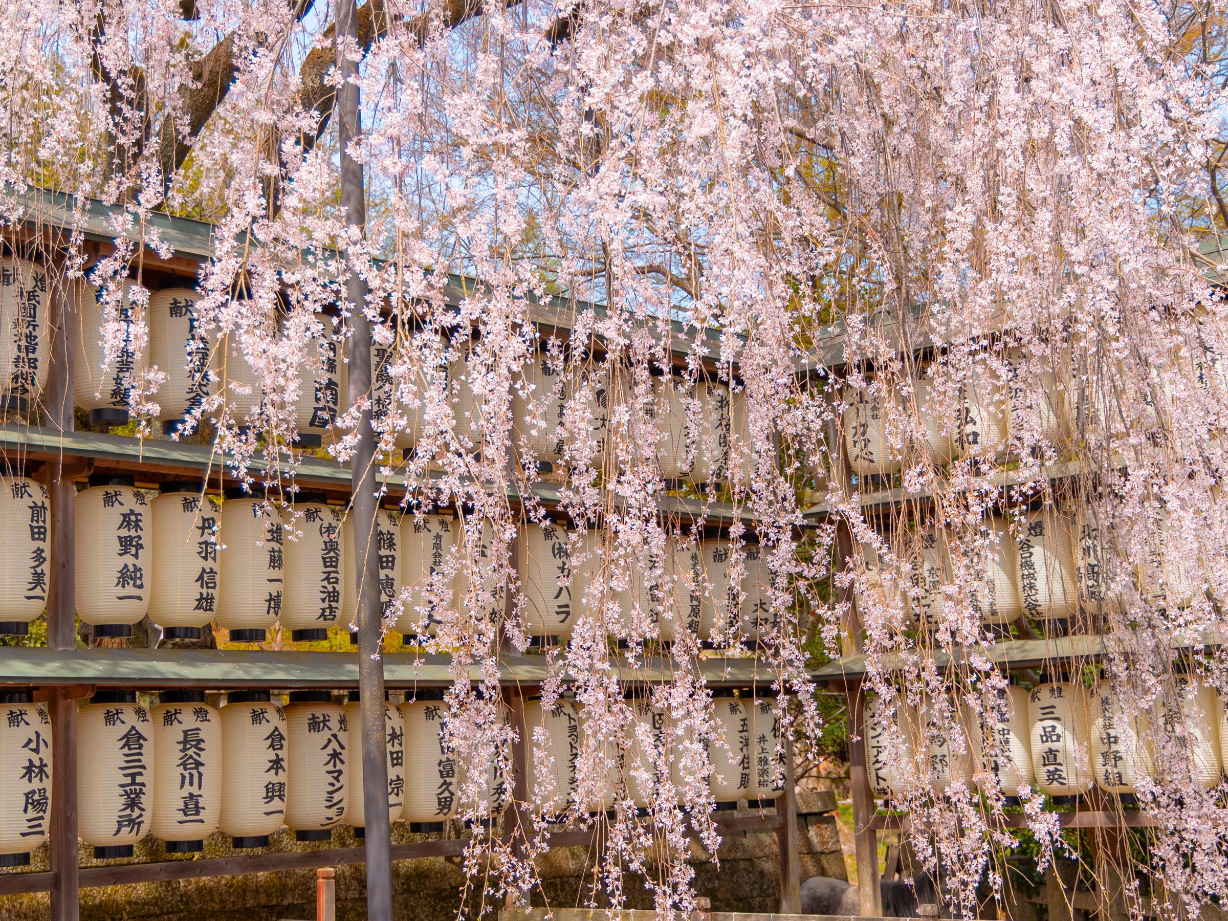 Visiting Oishi Shrine in Kyoto: A Quiet Cherry Blossom Spot in Yamashina