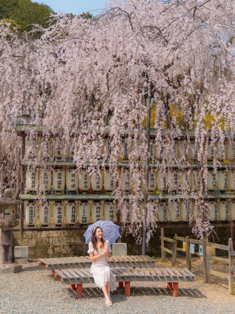 Sitting beneath the famous weeping cherry tree surrounded by paper lanterns at Oishi Shrine in Kyoto