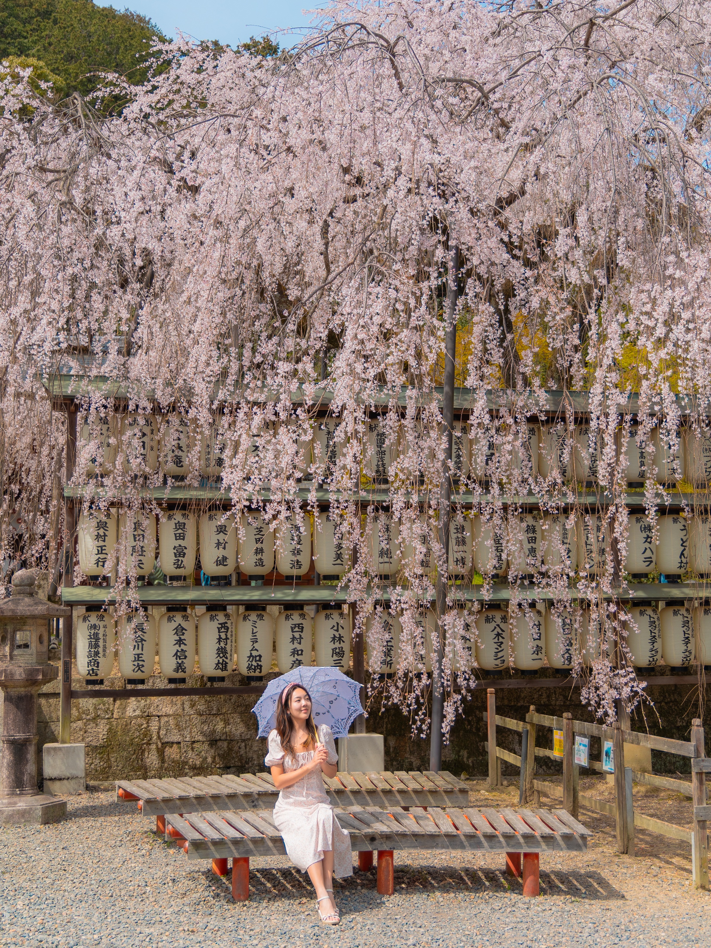 Sitting beneath the famous weeping cherry tree surrounded by paper lanterns at Oishi Shrine in Kyoto