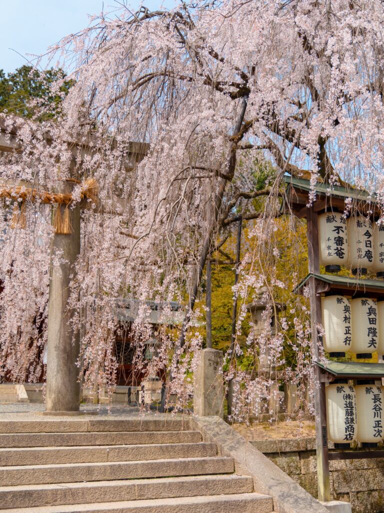 Stone steps leading to Oishi Shrine in Kyoto with weeping cherry blossoms and paper lanterns