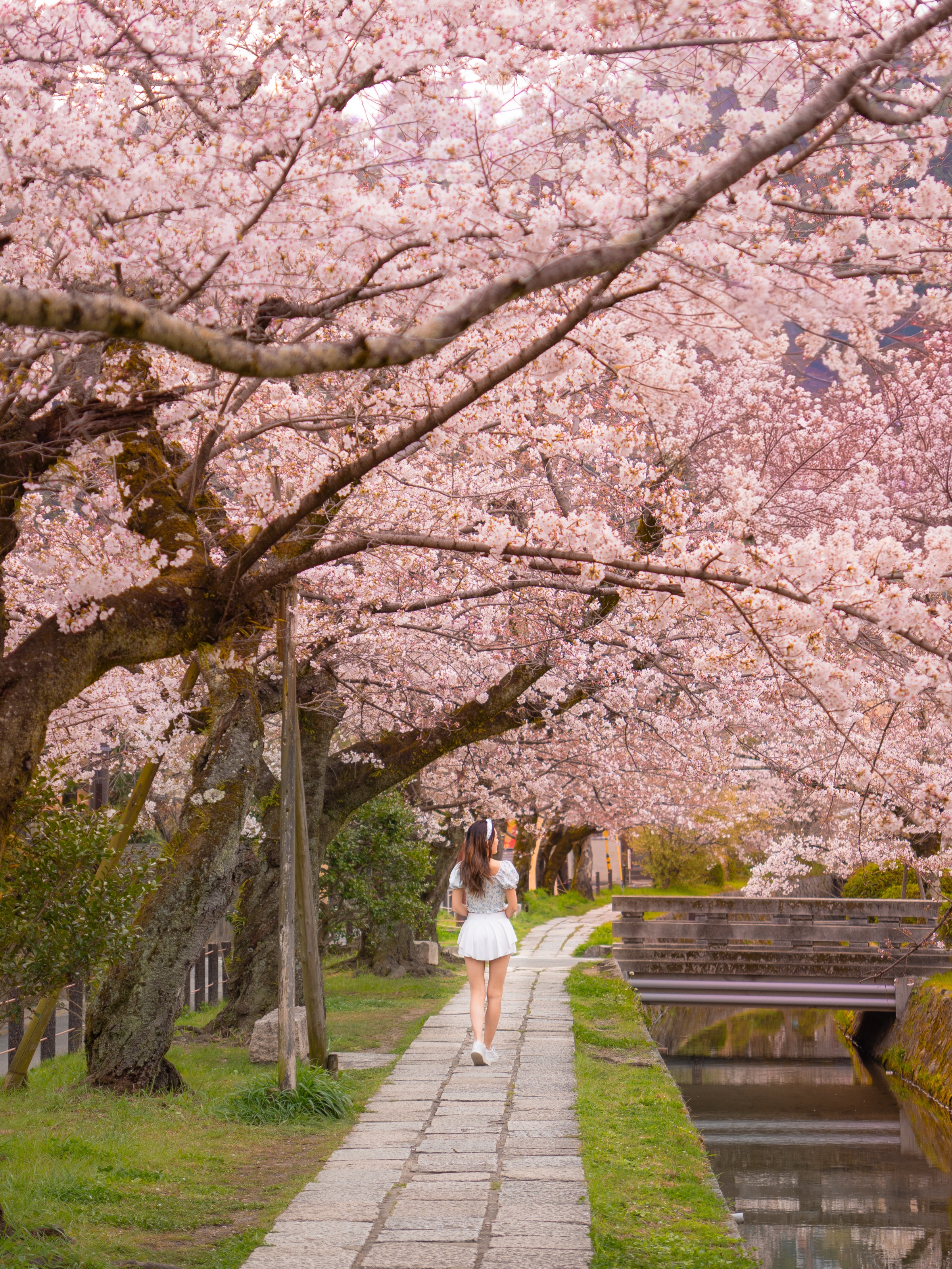 Walking beneath a canopy of cherry blossoms along the Philosopher Path canal in Kyoto