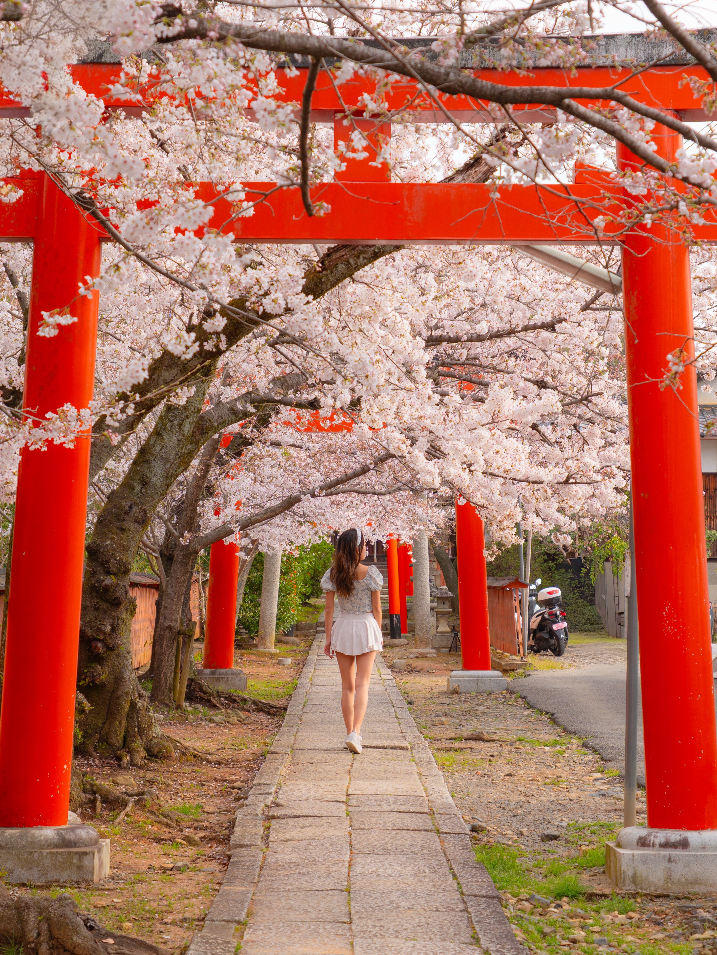 Walking under red torii gates lined with cherry blossom trees at Takenaka Inari Shrine in Kyoto