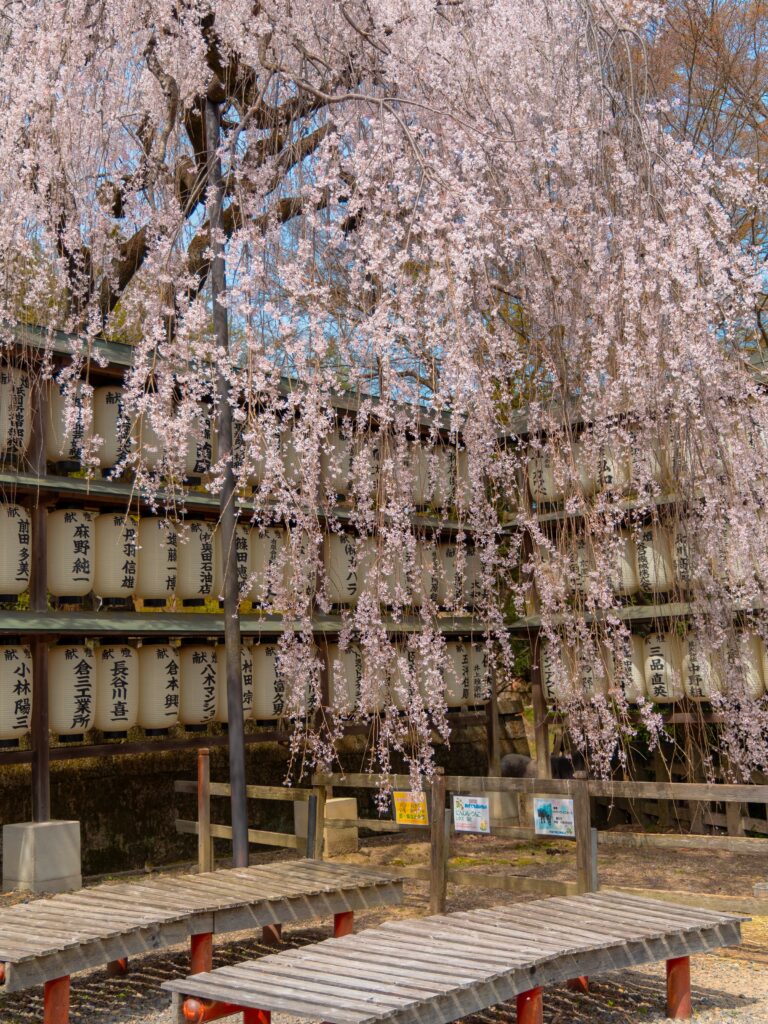 Cascading weeping cherry blossoms with rows of paper lanterns at Oishi Shrine in Kyoto