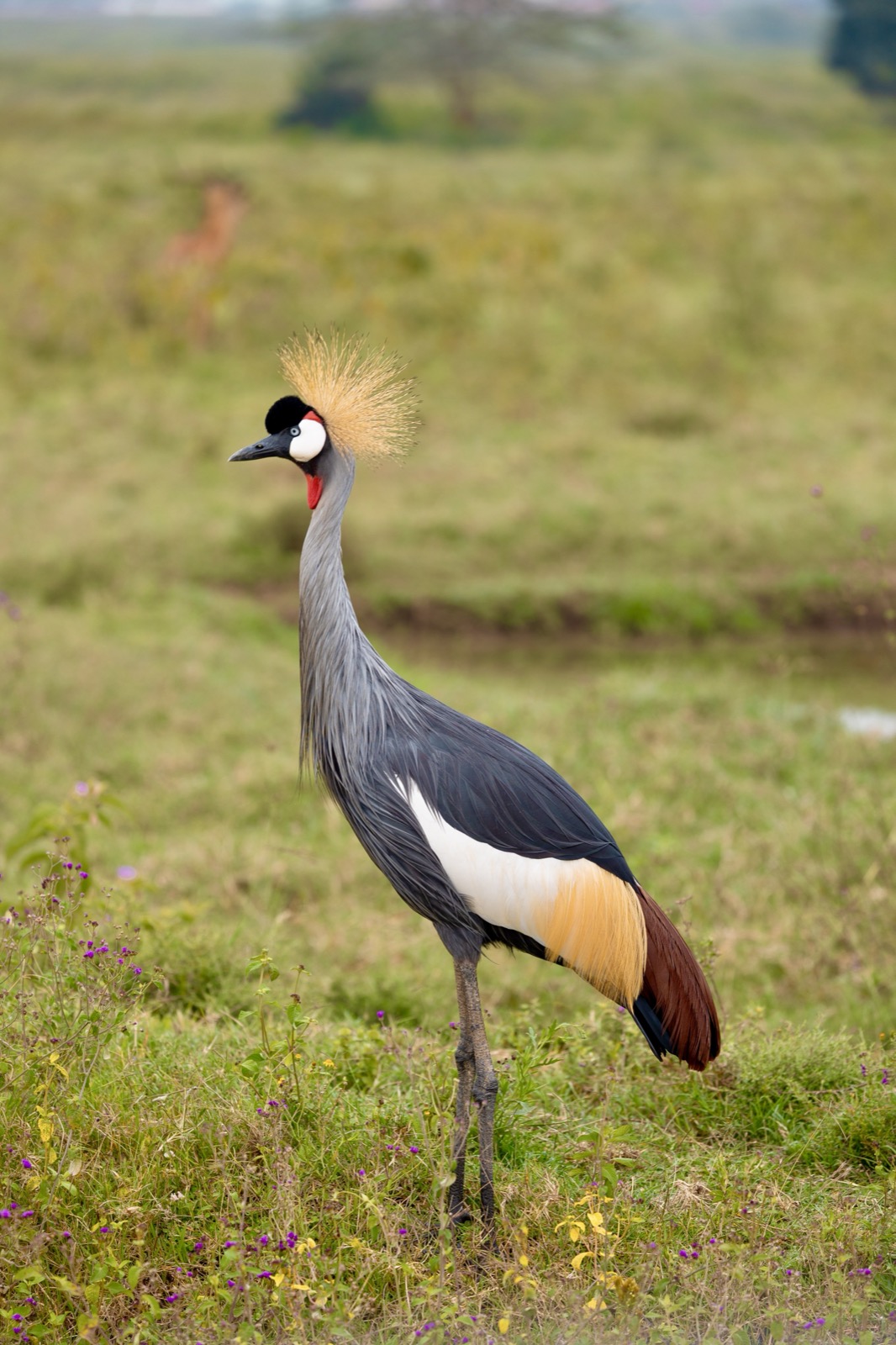 Grey crowned crane in Lake Nakuru National Park, Kenya
