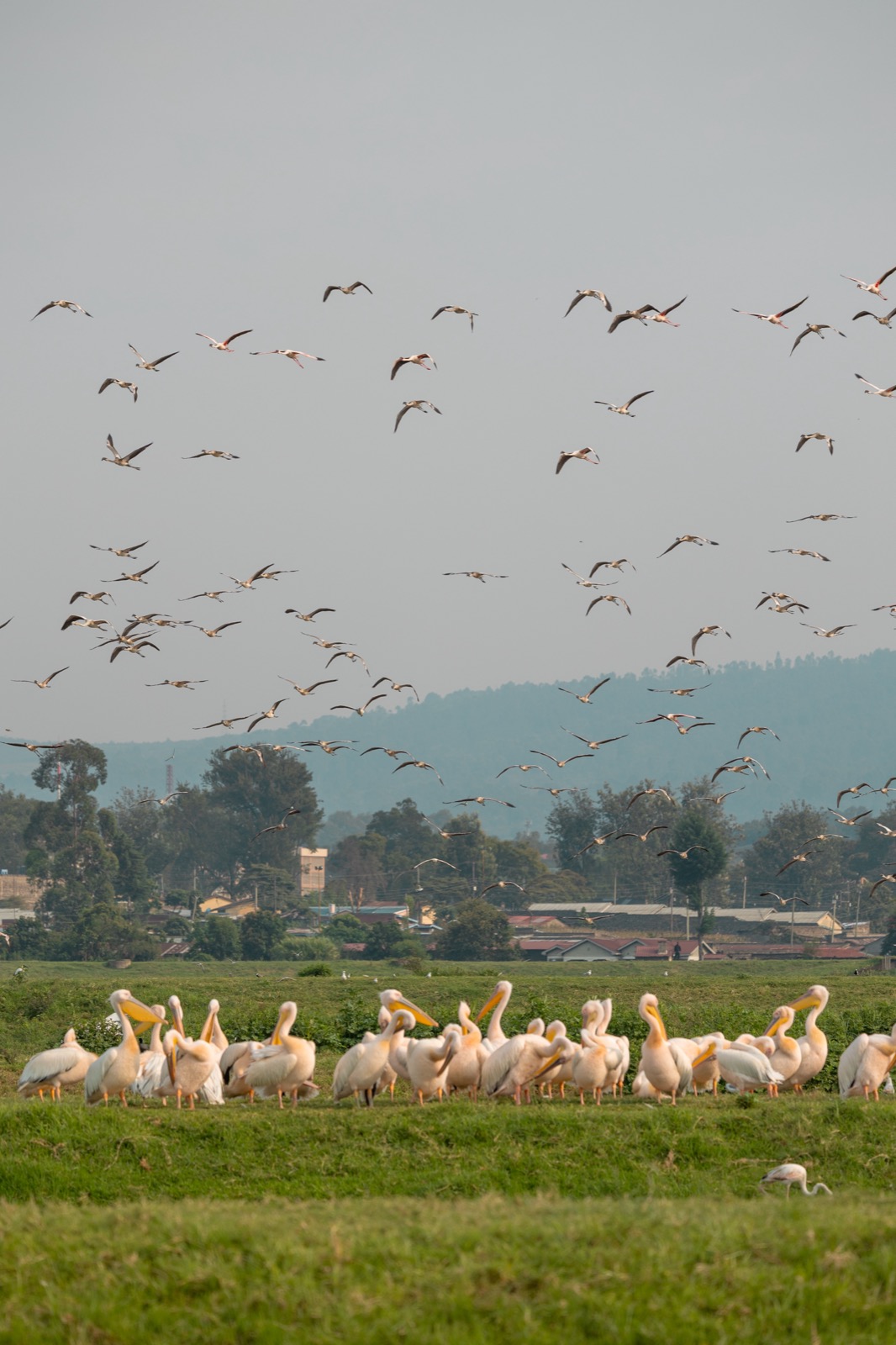 Pelicans by Lake Nakuru, Kenya