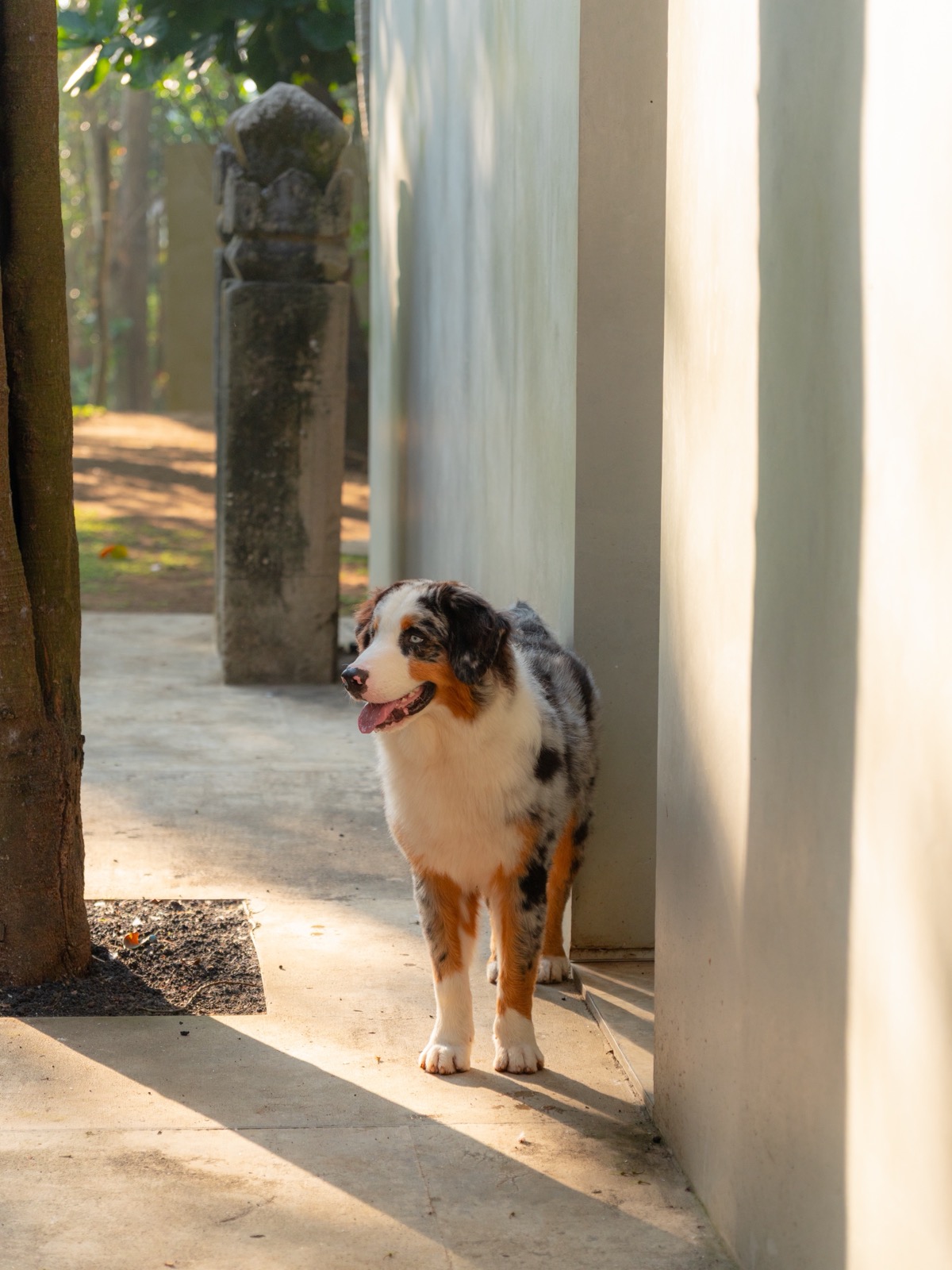Lodge in the Woods dog by the pool in Bali
