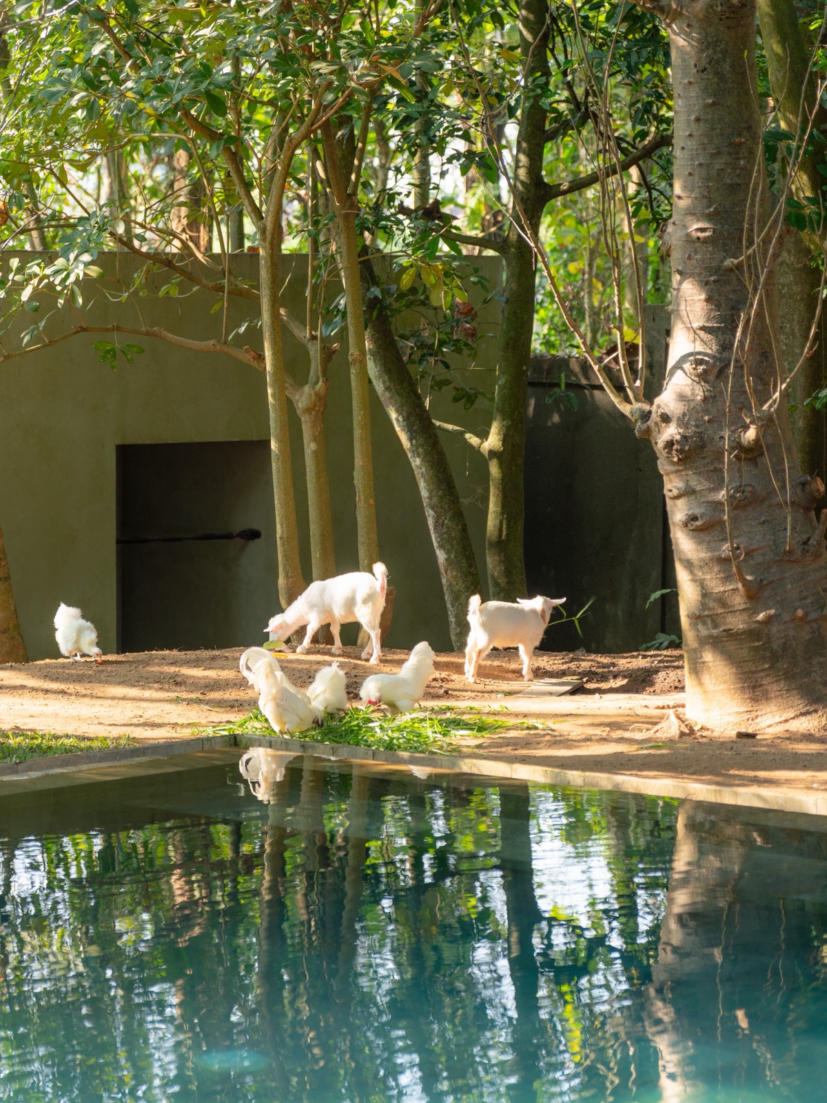 Goats and chickens by the pool at Lodge in the Woods in Bali