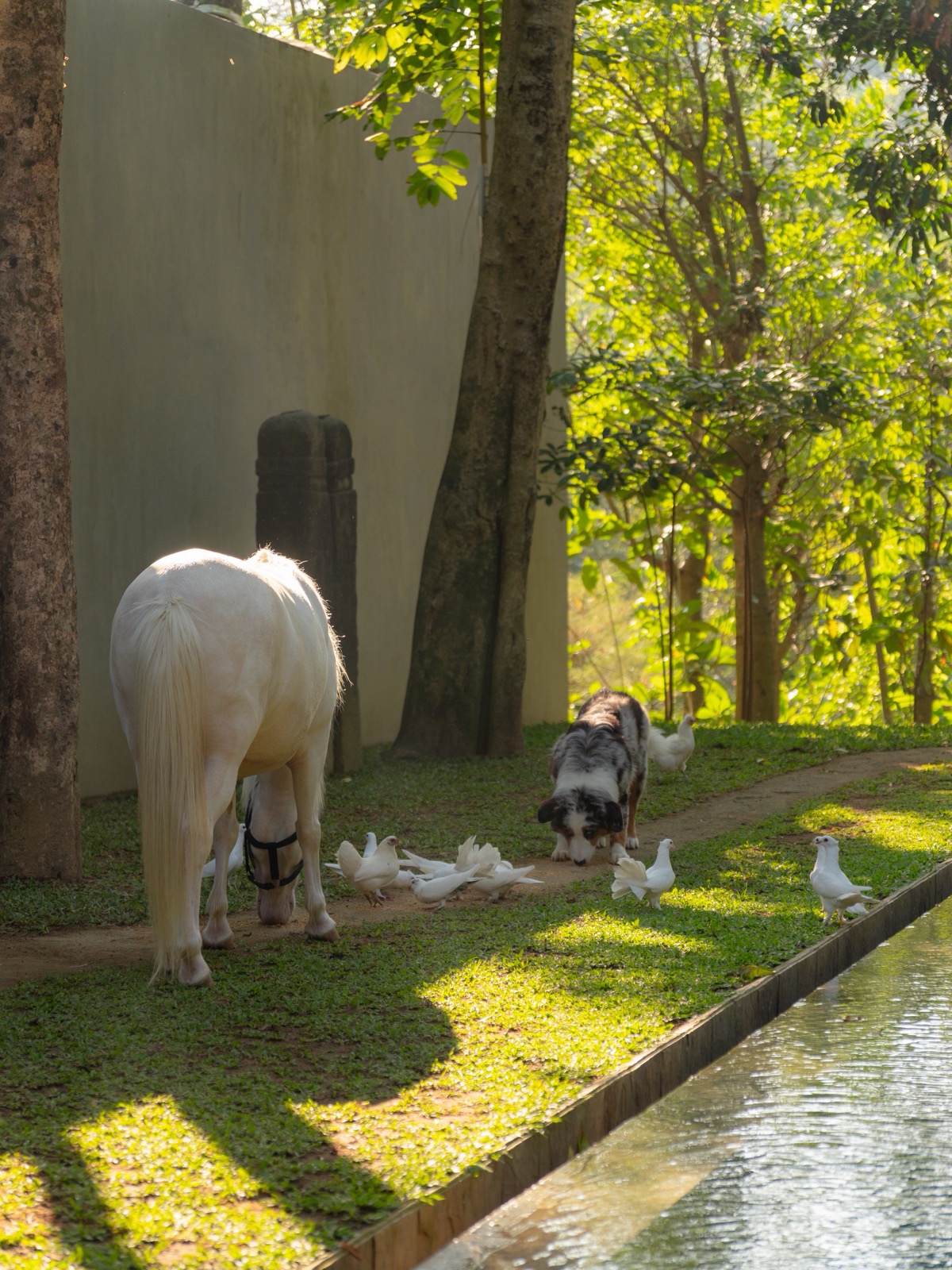Horse and dog by the pool at Lodge in the Woods in Bali