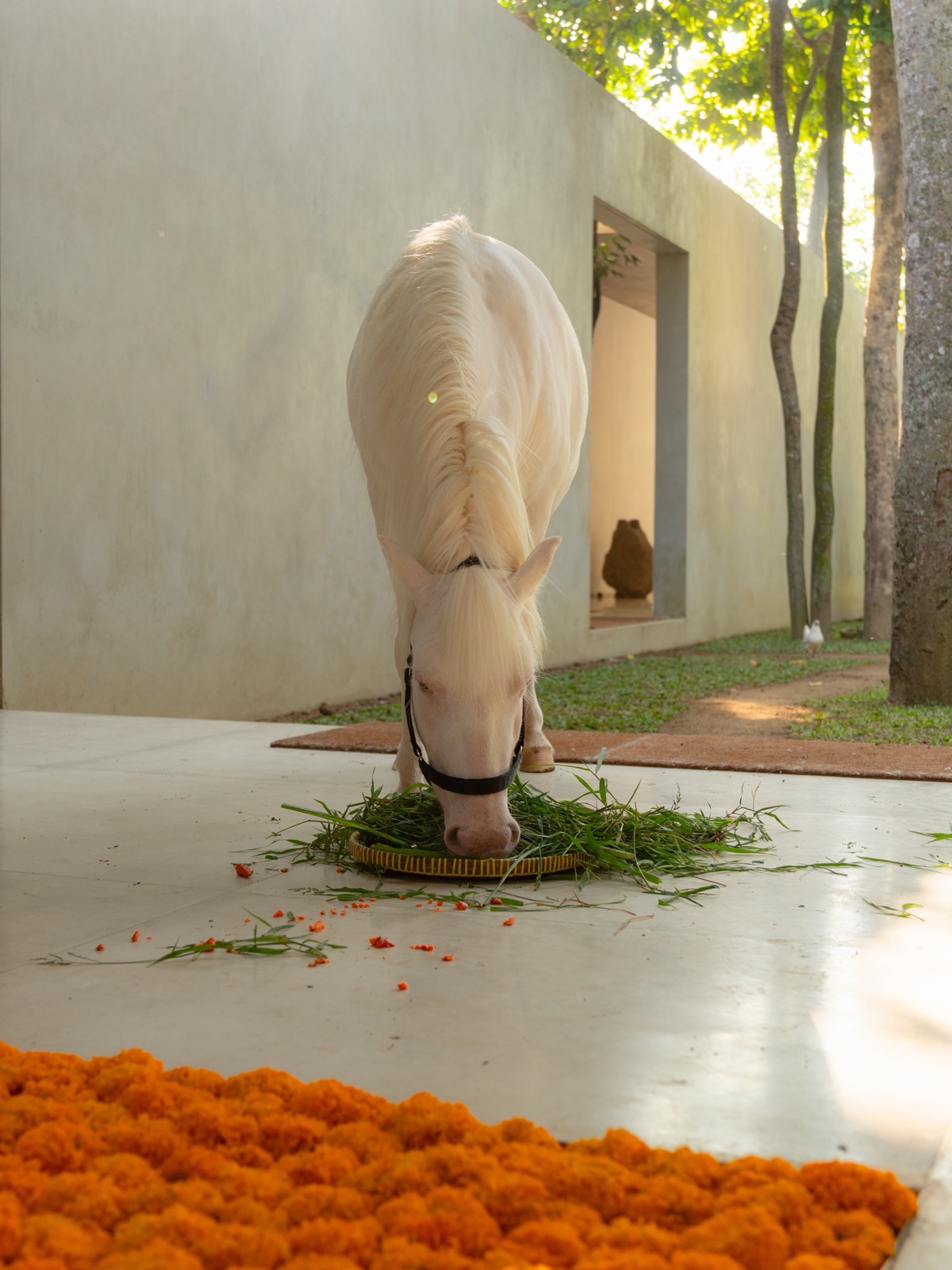 White horse in the Lodge in the Woods hotel area in Bali