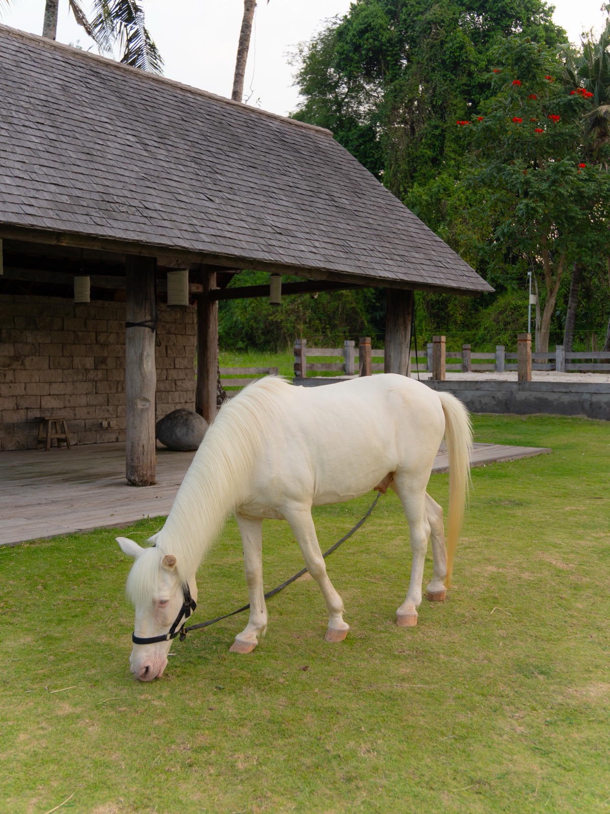 White horse at the Lodge in the Woods farm in Kaba-Kaba, Bali