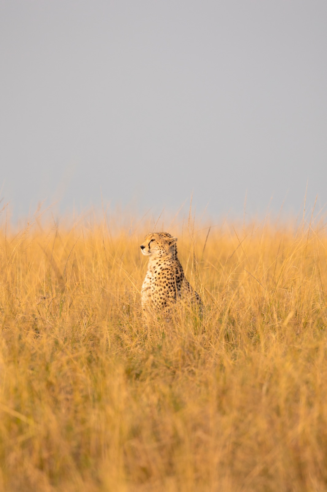 Cheetah in golden grass in Masai Mara, Kenya