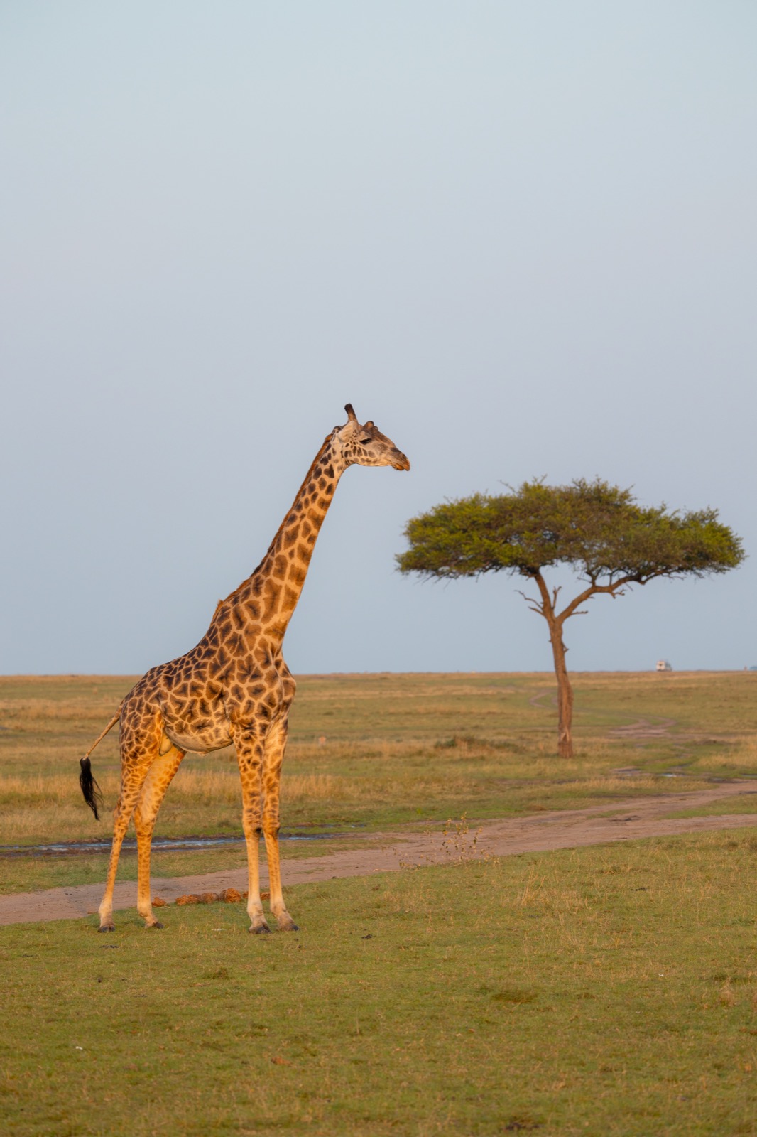 Giraffe beside an acacia tree in Masai Mara, Kenya