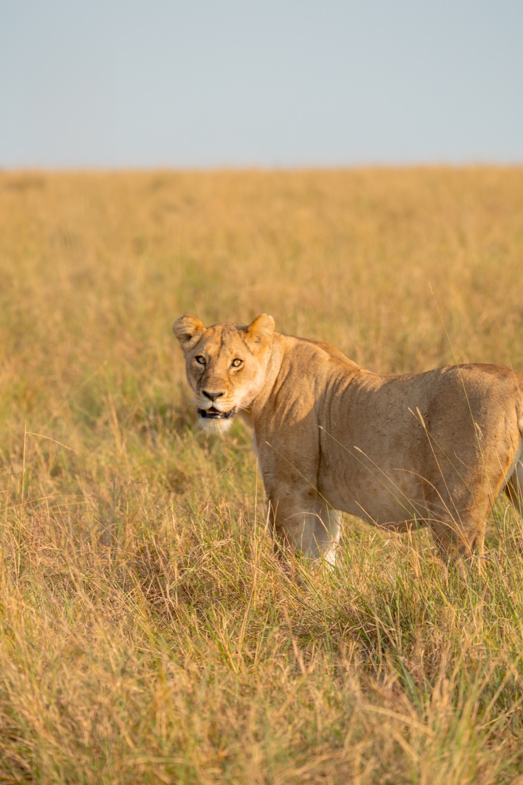 Lioness in golden grass in Masai Mara, Kenya