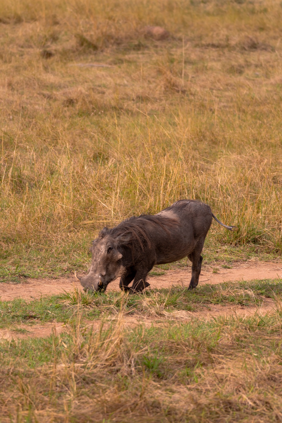Warthog on the Masai Mara savanna, Kenya