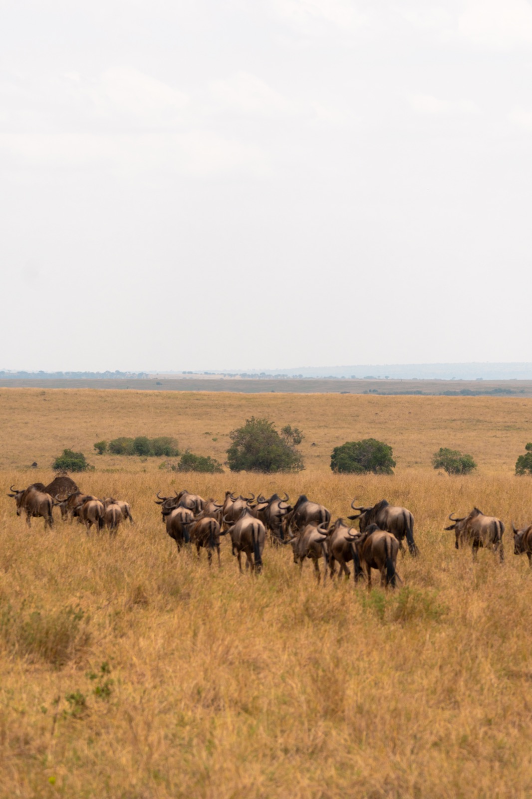 Wildebeest herd on the Masai Mara savanna, Kenya