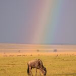 The Kenya Safari Guide: Masai Mara, Amboseli, & Lake Nakuru