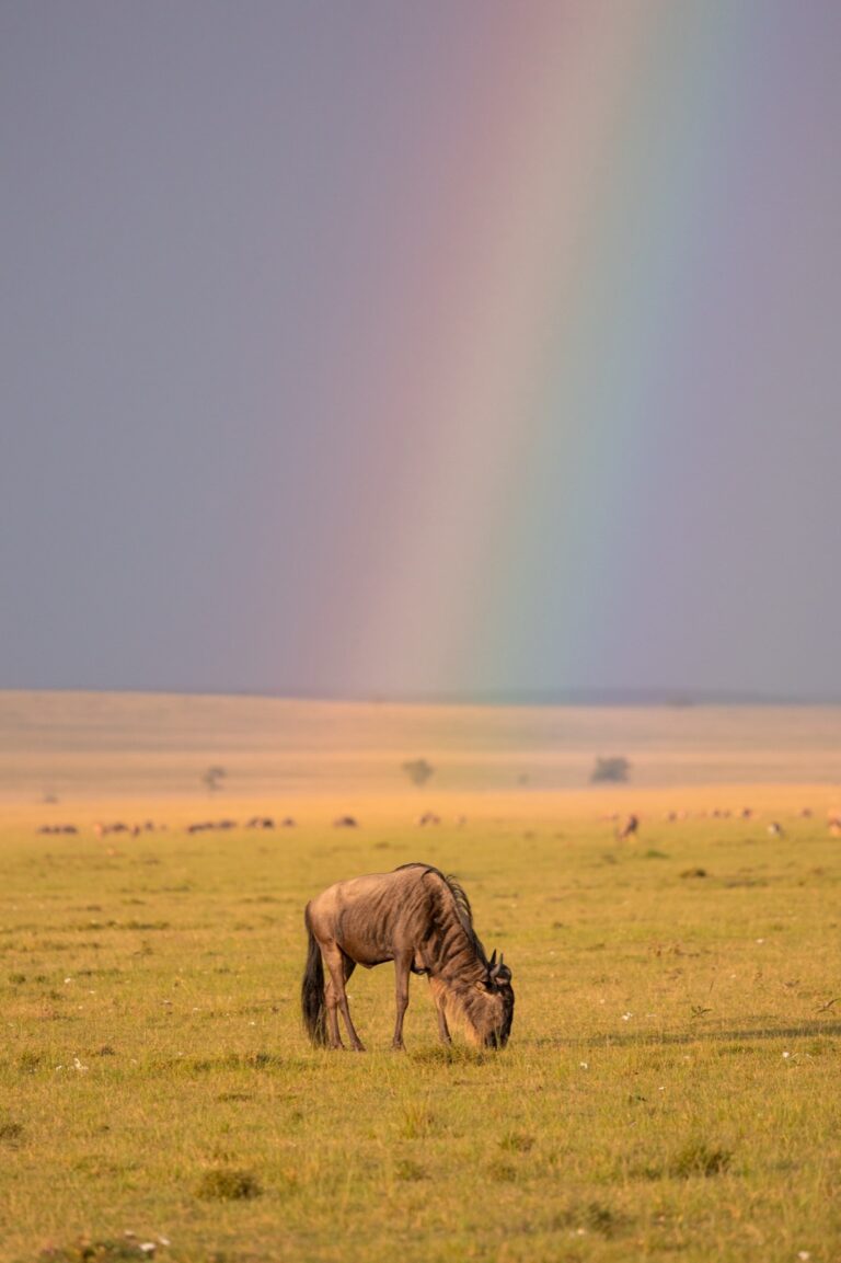 Wildebeest beneath a rainbow in Masai Mara, Kenya