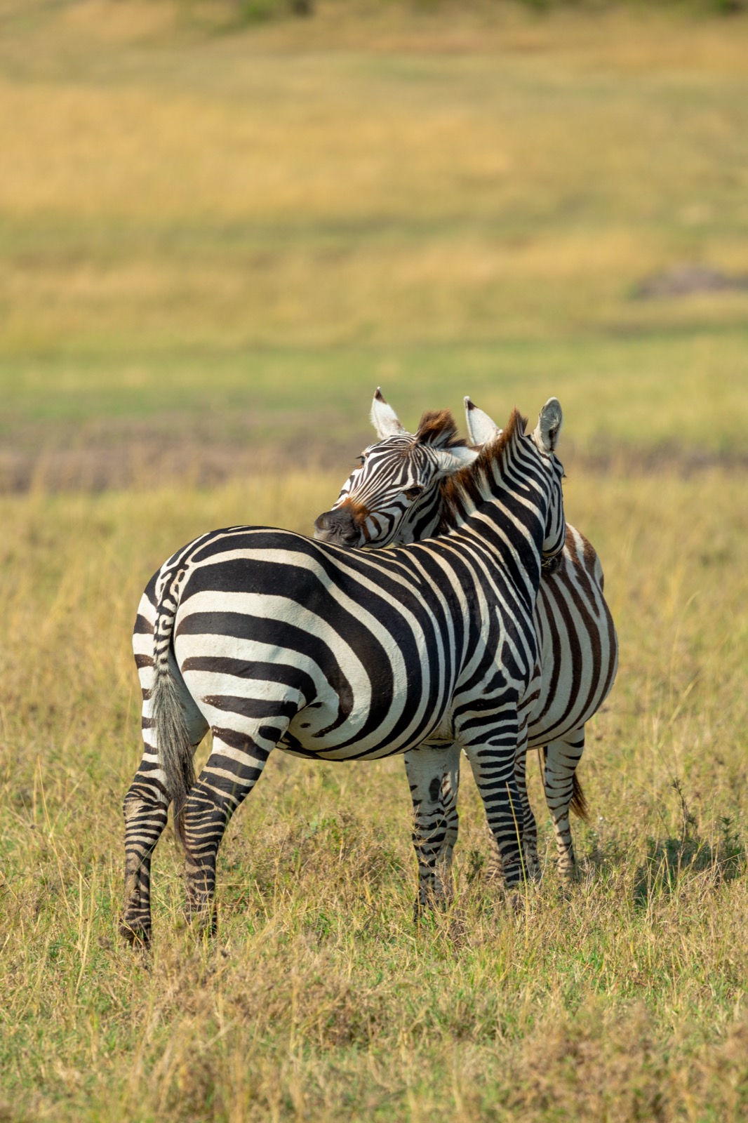Zebras on the Masai Mara savanna, Kenya
