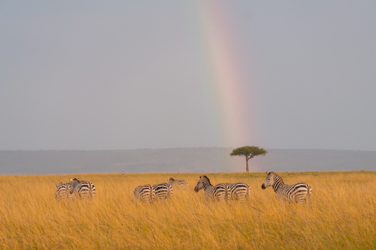 Zebras beneath a rainbow in Masai Mara, Kenya