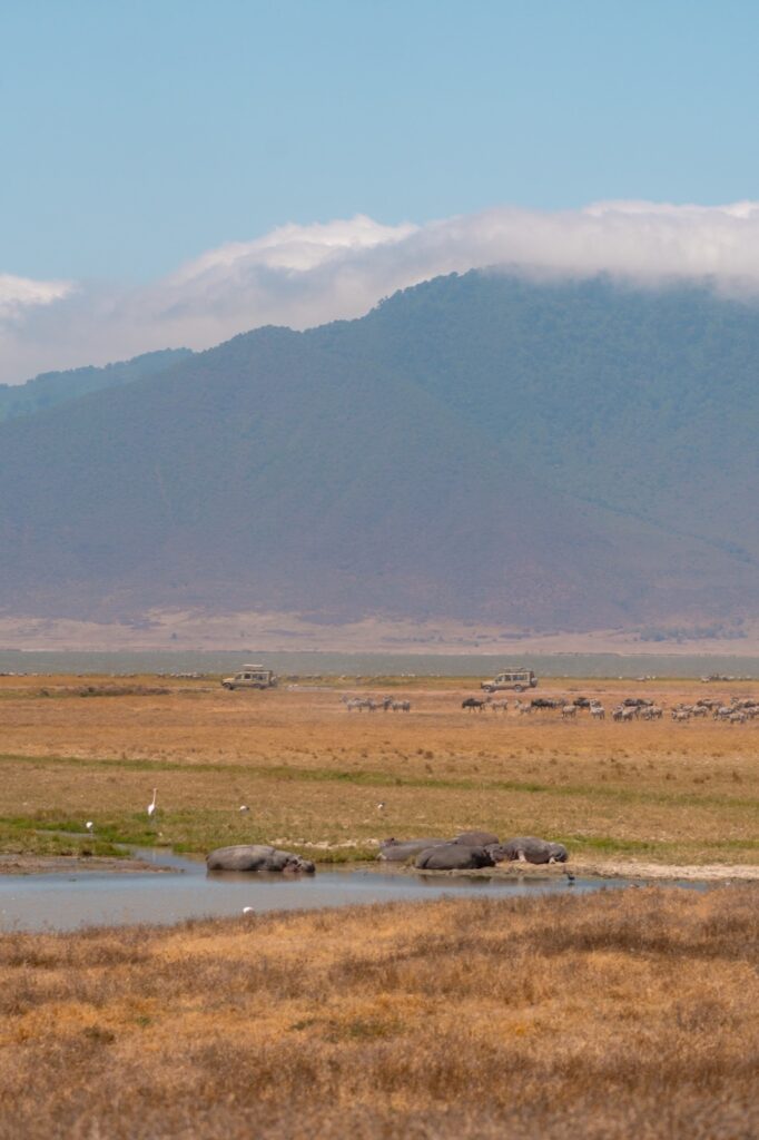 Hippos and zebras in the Ngorongoro Crater, Tanzania