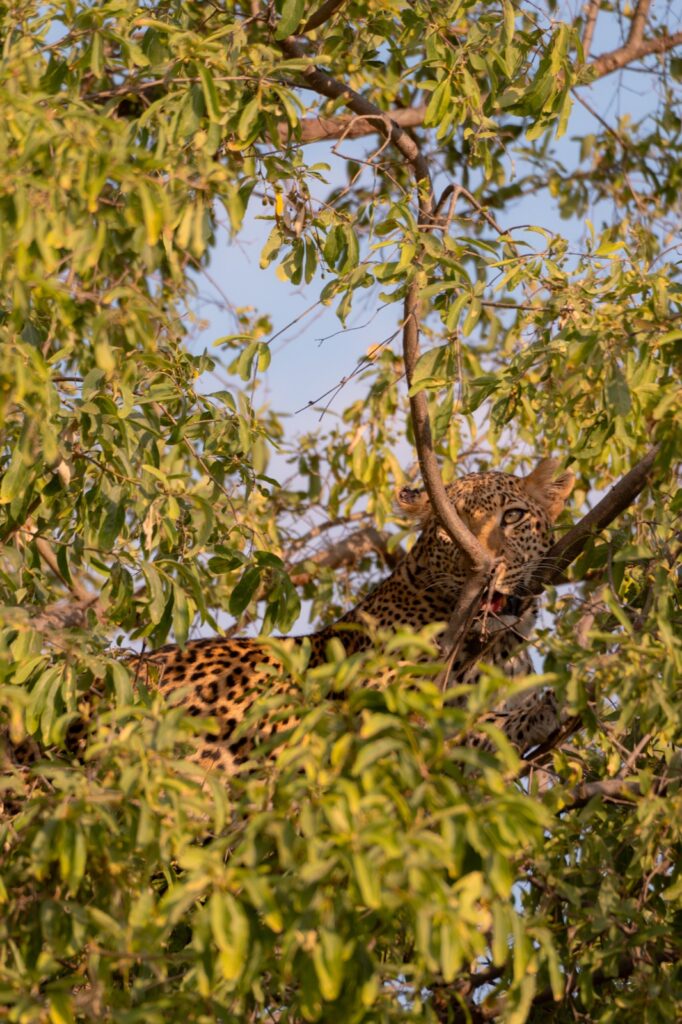 A leopard resting in a tree in Tarangire National Park, Tanzania