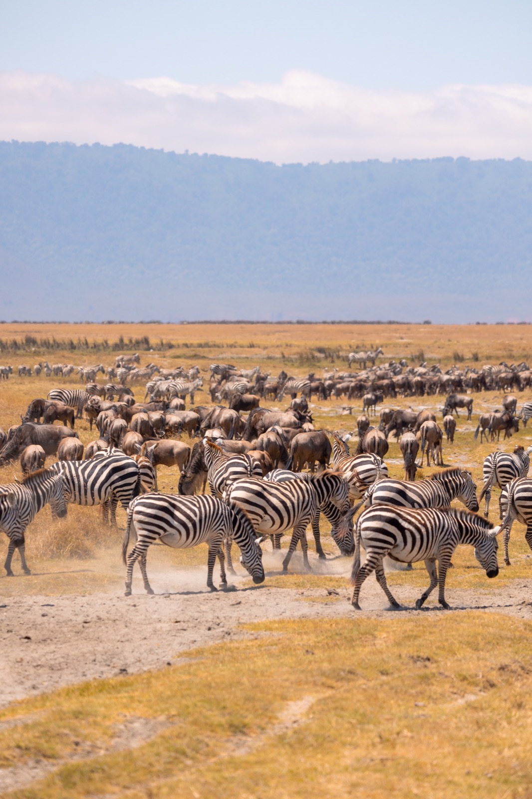 ngorongoro crater zebras and wildebeest