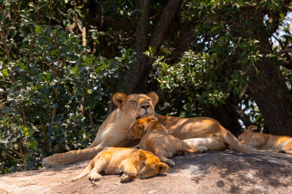 northern serengeti lioness and cubs