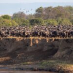 The Tanzania Safari Guide: Serengeti, Ngorongoro, & Tarangire