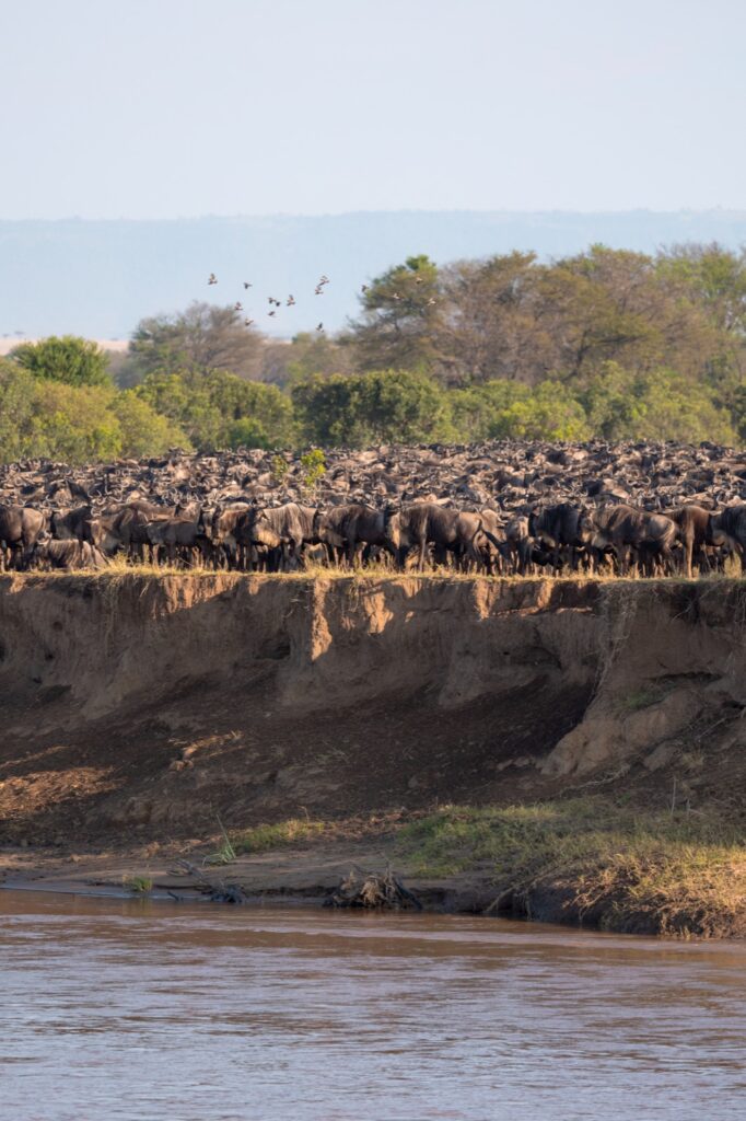 Wildebeest waiting beside the Mara River in northern Serengeti, Tanzania
