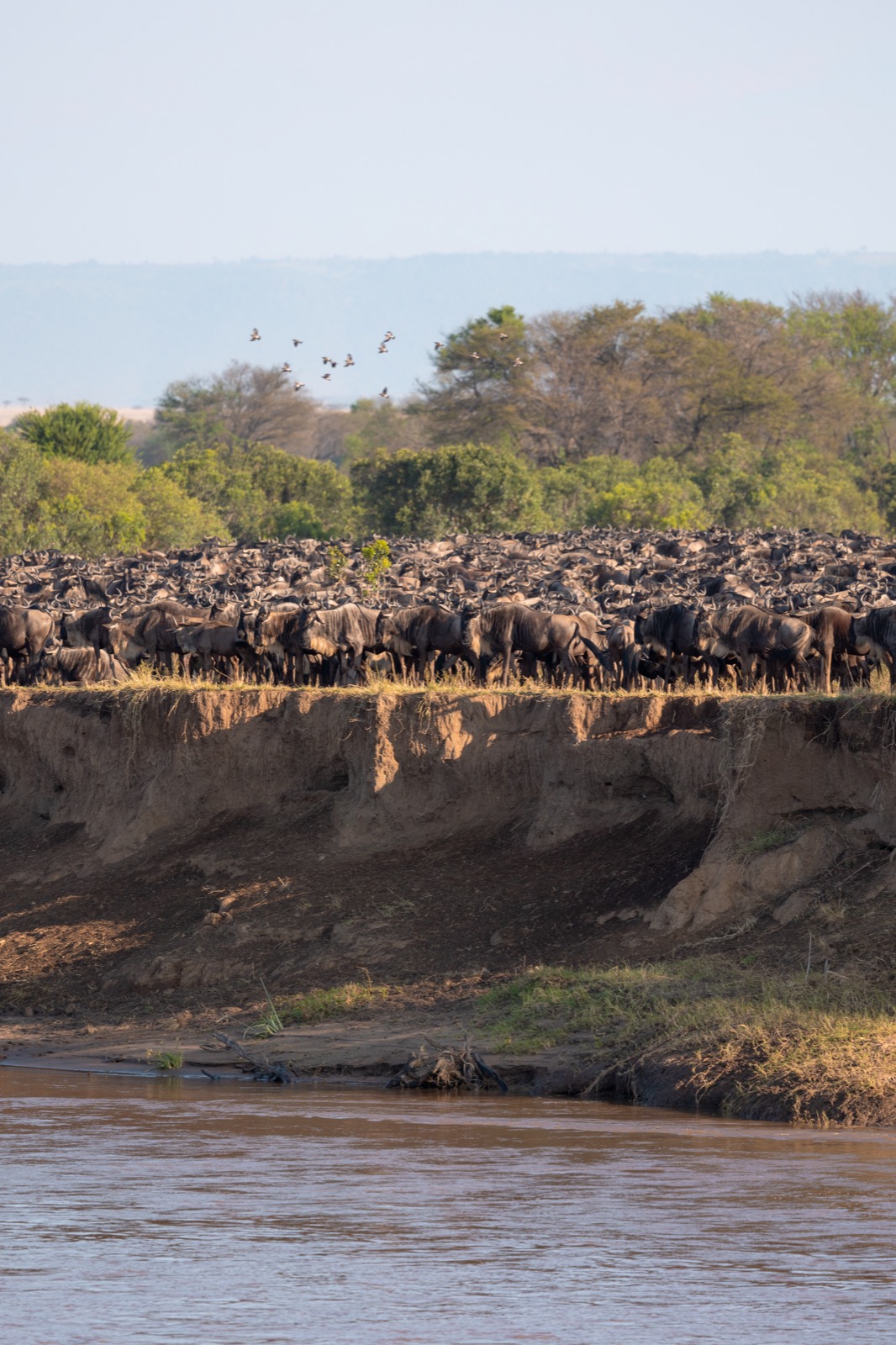 Wildebeest waiting beside the Mara River in northern Serengeti, Tanzania