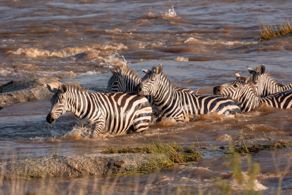 Zebras crossing the Mara River in northern Serengeti, Tanzania