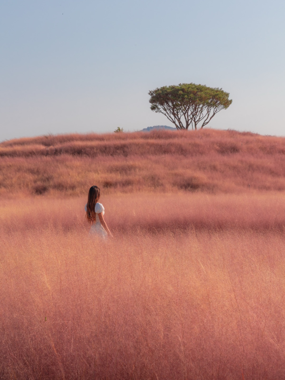 Woman standing in a field of pink muhly grass with a lone tree on the horizon at Shinsoyang Sports Park, Jeju Island