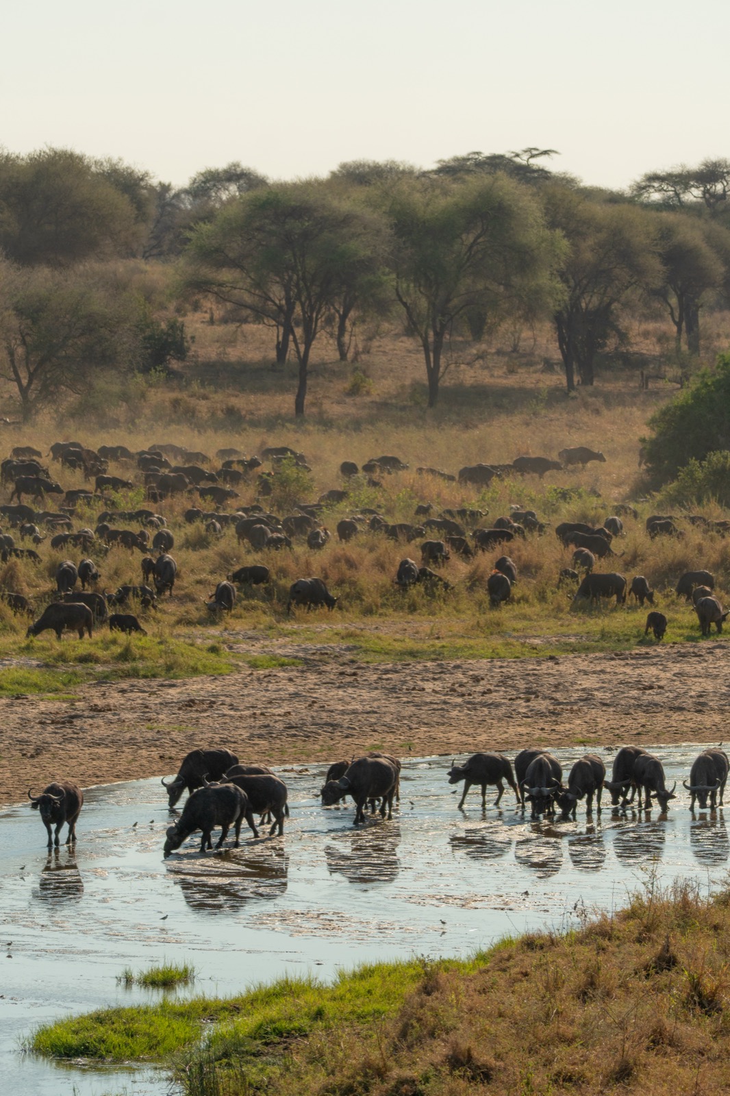 tarangire buffalo waterhole